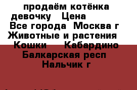 продаём котёнка девочку › Цена ­ 6 500 - Все города, Москва г. Животные и растения » Кошки   . Кабардино-Балкарская респ.,Нальчик г.